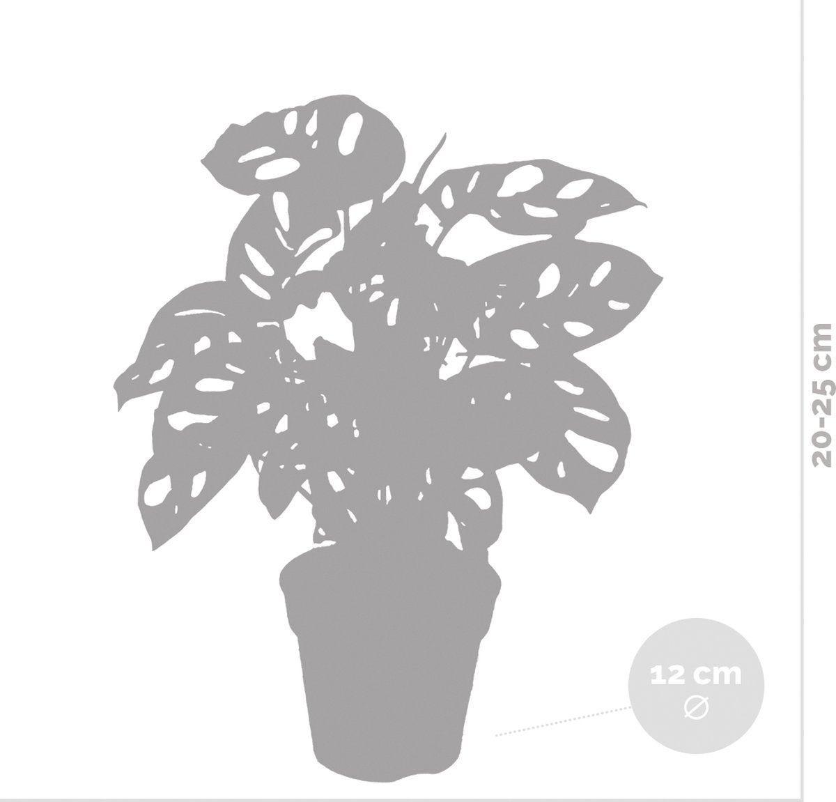  Monstera Adansonii 'Monkey Leaf' - Gatenplant - Kamerplant - Luchtzuiverend - ⌀12 Cm - 20-25 Cm
