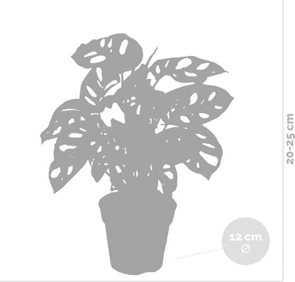  Monstera Adansonii 'Monkey Leaf' - Gatenplant - Kamerplant - Luchtzuiverend - ⌀12 Cm - 20-25 Cm