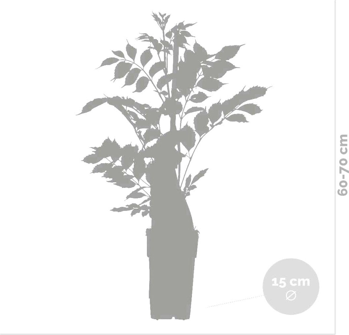 Wisteria Sinensis Prolific – Blauwe Regen – Klimplant – Onderhoudsvriendelijk - ⌀15 Cm - 60-70 Cm