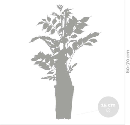  Wisteria Sinensis Prolific – Blauwe Regen – Klimplant – Onderhoudsvriendelijk - ⌀15 Cm - 60-70 Cm