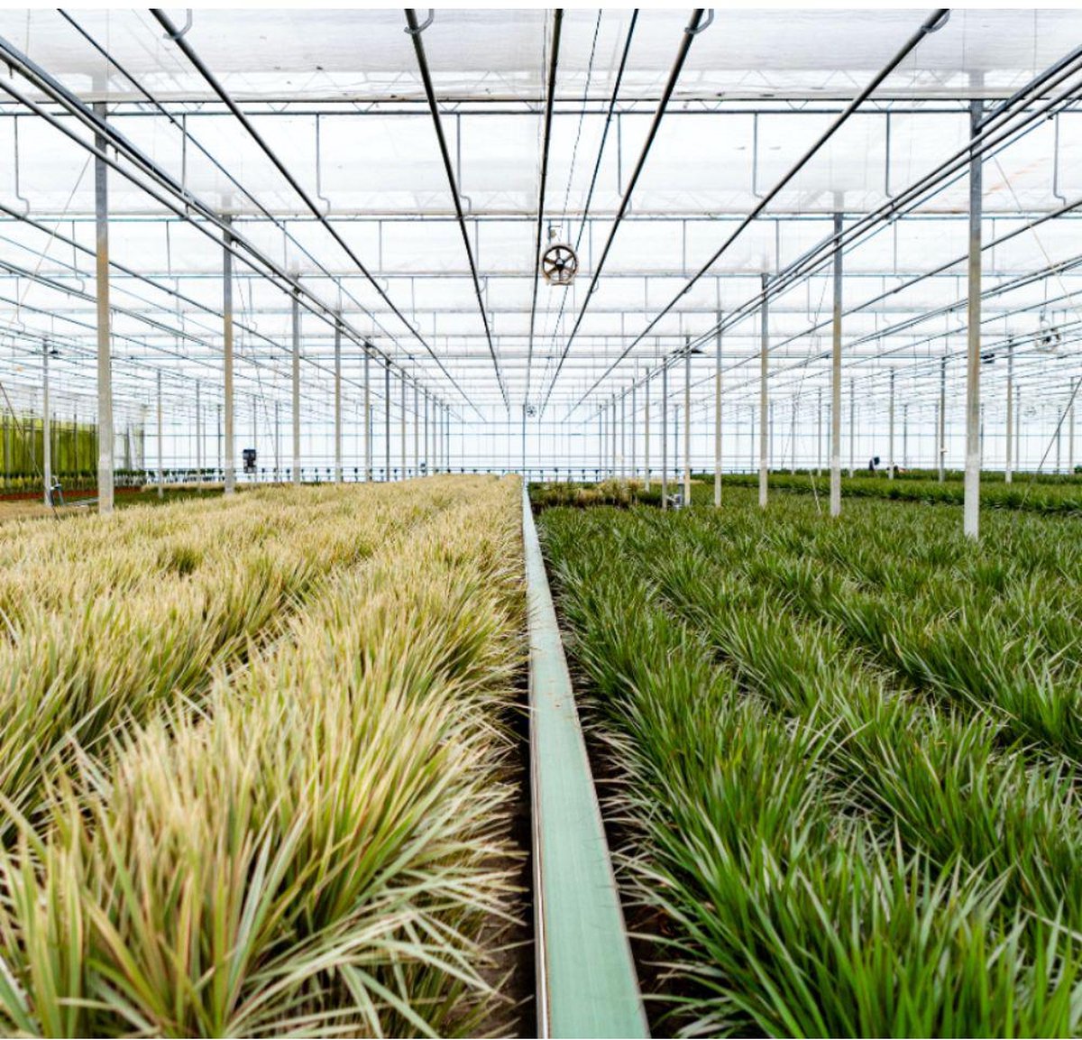  XXL Dracaena Marginata Met Pot - Drakenbloedboom - 120cm Hoog , 21Ø - Kamerplant