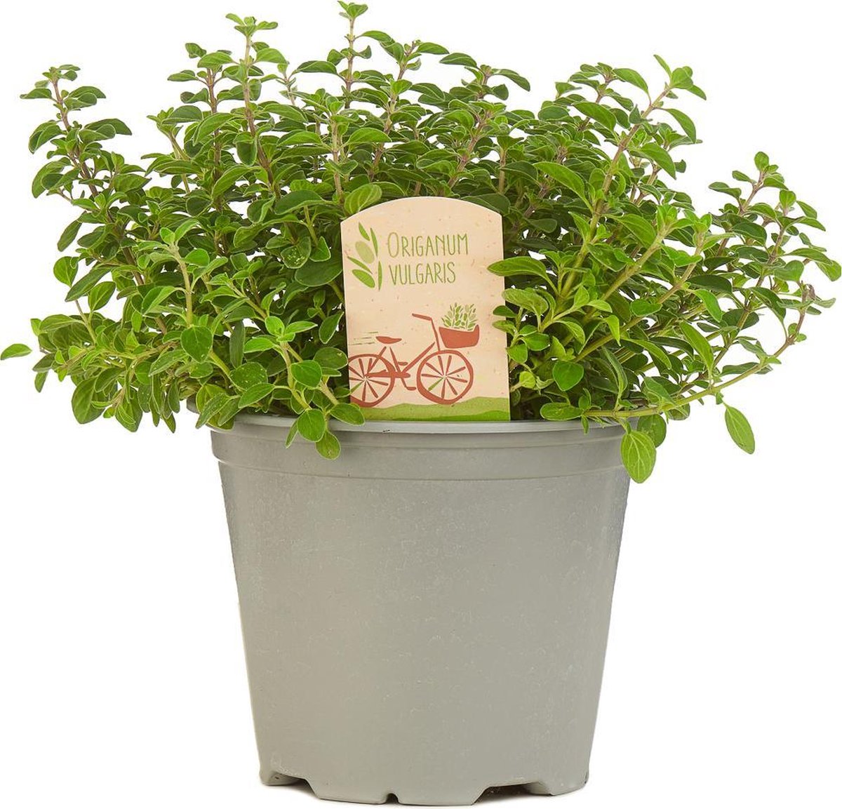  Mix Van 6 Italiaanse Kruidenplanten / The Herbs Family