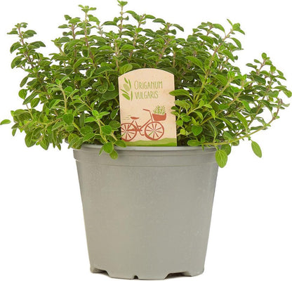  Mix Van 6 Italiaanse Kruidenplanten / The Herbs Family