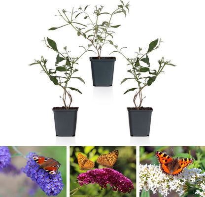  WL Plants - Mix Van 3 - Buddleja Davidii - 'Pink Delight' - 'Nanho Blue' - 'White Profusion' - Roze, Wit En Blauw - Vlinderstruik - Winterhard - Tuinplanten - ± 25cm Hoog - 9cm Diameter - In Kweekpot
