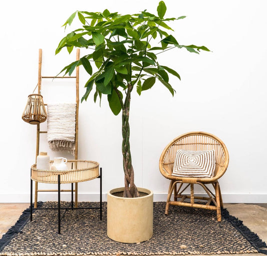  Pachira Aquatica XXL - 180 Cm