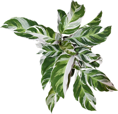  ZynesFlora - Calathea White Fusion - Ø 14 Cm - Hoogte: 35 - 40 Cm - Calathea - Luchtzuiverend - Kamerplant