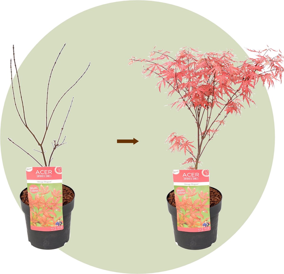  Plant In A Box - Acer Palmatum 'Amagi-shigure' - Japanse Esdoorn Winterhard - Pot 13cm - Hoogte 30-40cm