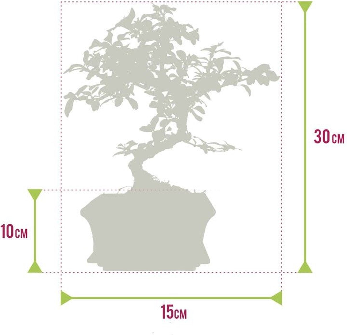  Bonsaiworld Bonsai Boompje + Starters Kit - 5-Delige Set - 10 Jaar Oude Bonsai Boom - Hoogte 25-30 Cm