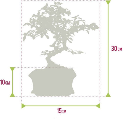  Bonsaiworld Bonsai Boompje + Starters Kit - 5-Delige Set - 10 Jaar Oude Bonsai Boom - Hoogte 25-30 Cm