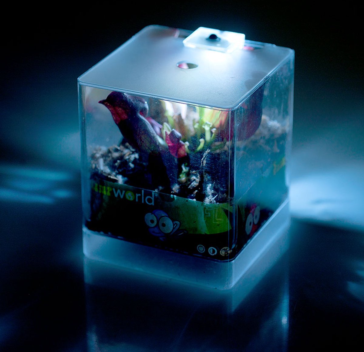  Swampworld Mini Terrarium Met LED Lamp - Vleesetende Plant - 1 Venus Vliegenvanger + Handige Watermeter - L12xB12xH15 Cm