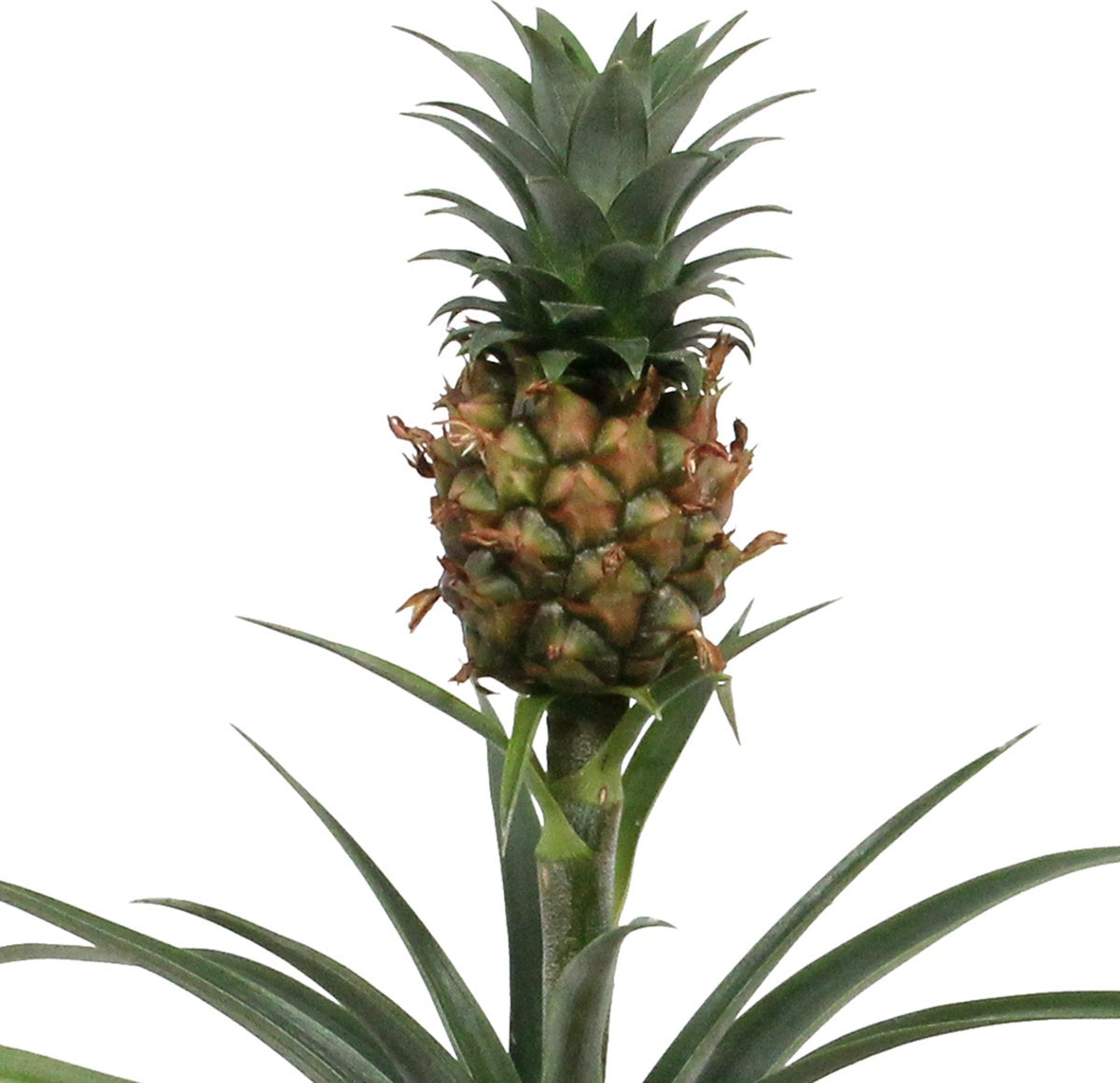  Breasy Ananasplant | Anti-snurk Plant | 1 Stuks | Ø 13cm | 35-40 Cm