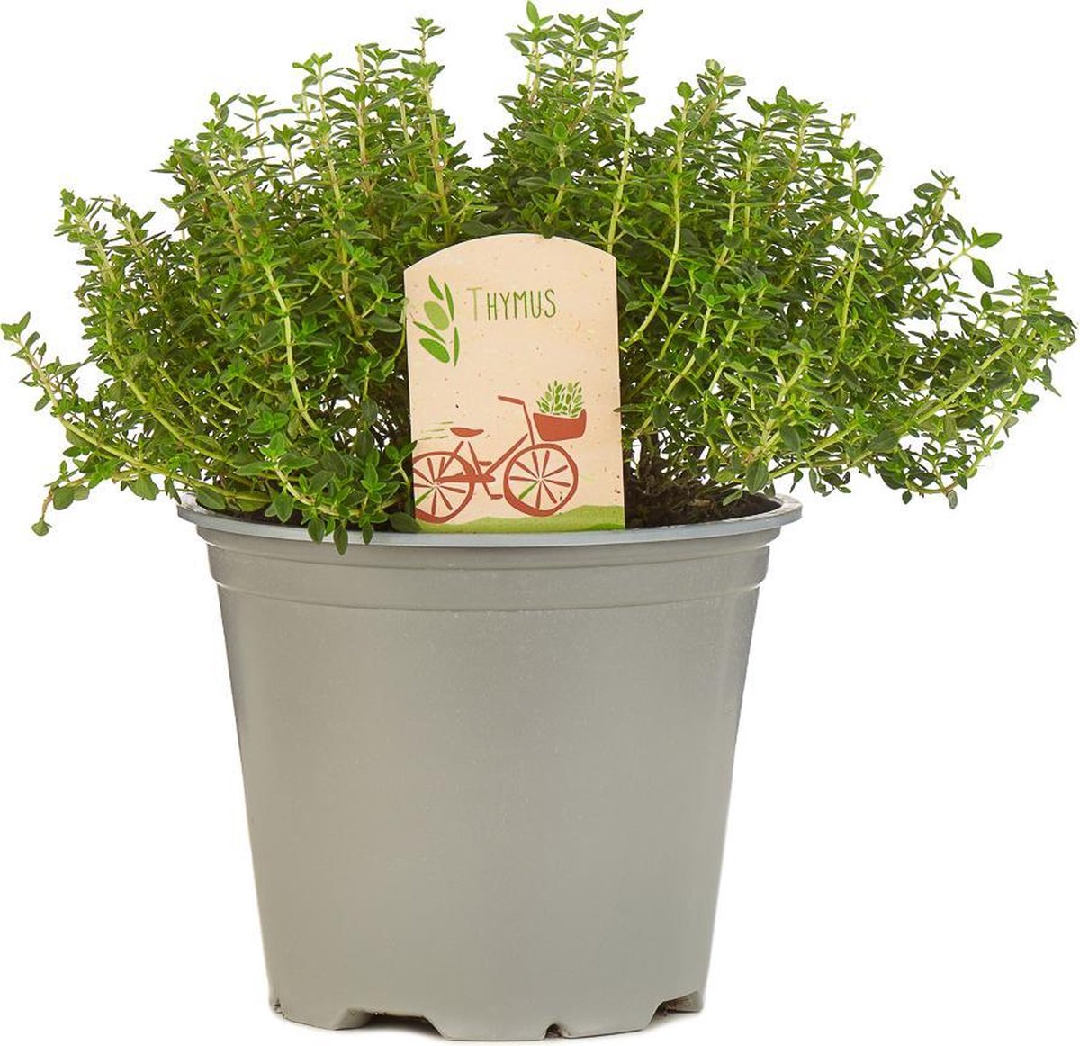  Mix Van 6 Italiaanse Kruidenplanten / The Herbs Family