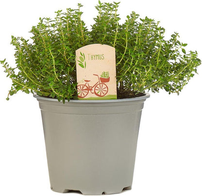  Mix Van 6 Italiaanse Kruidenplanten / The Herbs Family