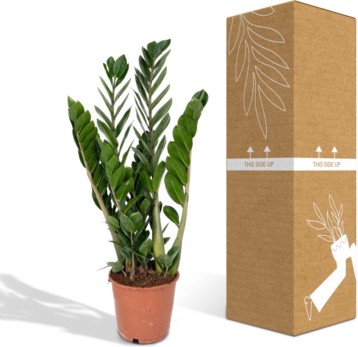 Zamioculcas Zamiifolia - Emerald Palm - 50cm