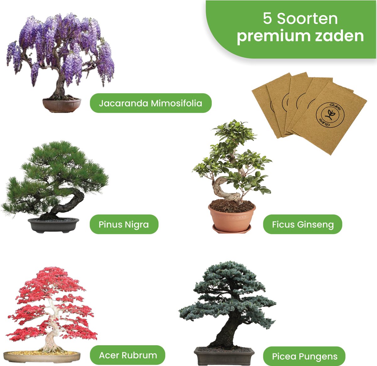  Qubis Bonsai Starters Kit - 23 Delige Kweekset - 5 Soorten Premium Zaden - DIY Pakket - Binnen Bonsai Boompje Kweken - Incl. Rouwvliegjes Vanger