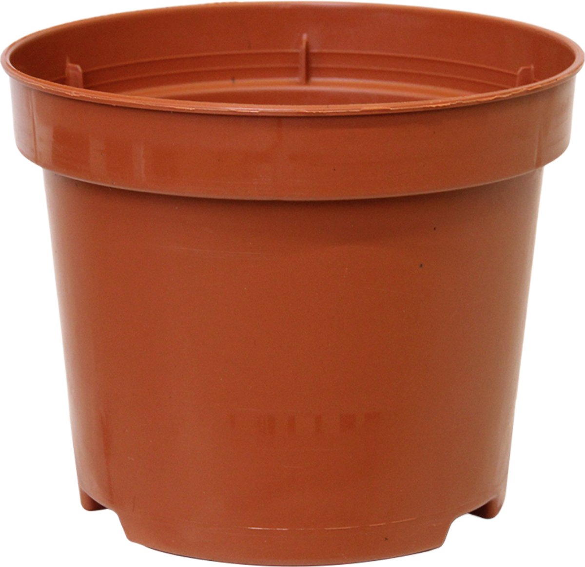  Breasy Ananasplant | Anti-snurk Plant | 1 Stuks | Ø 13cm | 35-40 Cm