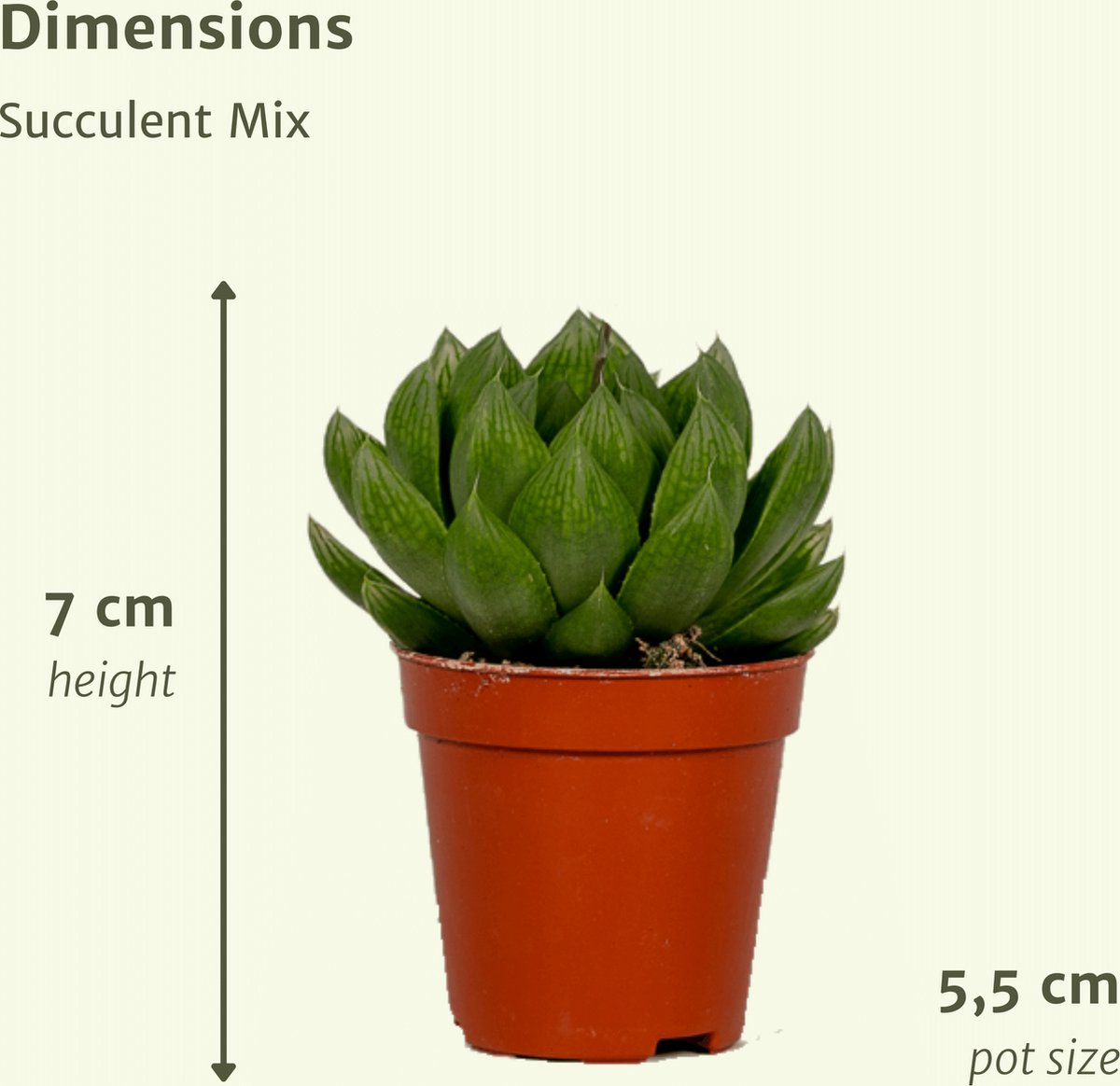  Succulent - Succulenten Mix - 20 Stuks - 7cm Hoog, 5,5Ø - Kamerplant - Zonder Mand