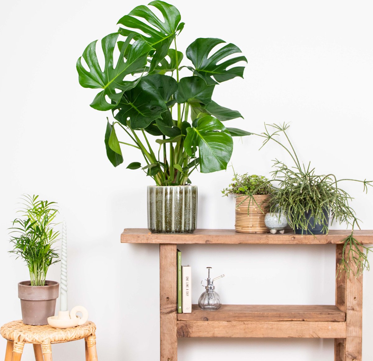  Monstera Deliciosa - Gatenplant - Kamerplant - Luchtzuiverend - ⌀21 Cm - 70-80 Cm