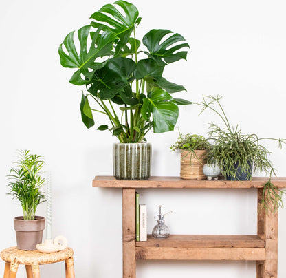  Monstera Deliciosa - Gatenplant - Kamerplant - Luchtzuiverend - ⌀21 Cm - 70-80 Cm
