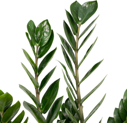  Zamioculcas Zamiifolia - Emerald Palm - 50cm