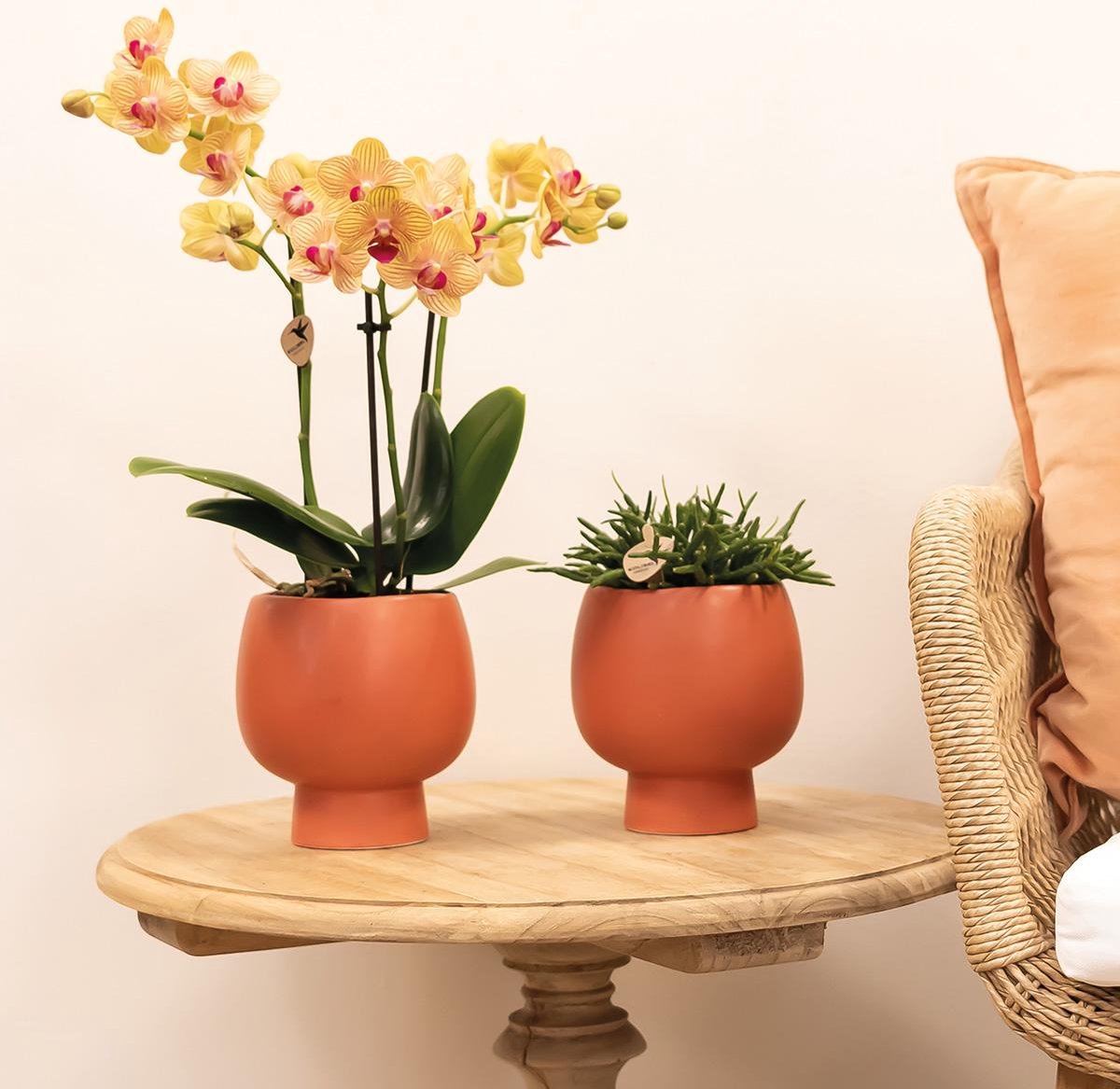  Kolibri Orchids | Oranje Phalaenopsis Orchidee - 35cm Hoog - Potmaat Ø9cm | Bloeiende Kamerplant - Vers Van De Kweker