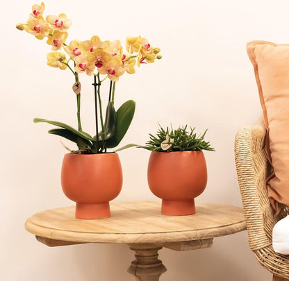  Kolibri Orchids | Oranje Phalaenopsis Orchidee - 35cm Hoog - Potmaat Ø9cm | Bloeiende Kamerplant - Vers Van De Kweker