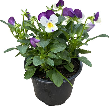 Merkloos Viooltje Grootbloemig Mix 12 Stuks