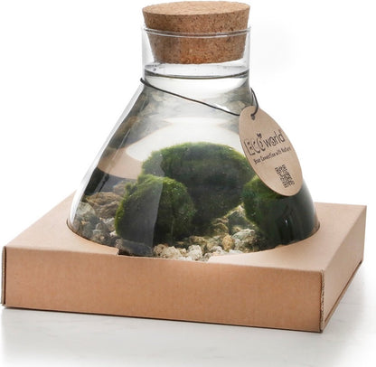  Mosbal Aquarium - Ecoworld Marimo Mini Piramide Met Mosballen - Inclusief Kurk - Mosbol - 3 Stuks - Ecosysteem In Fles - Piramide Glas Ø 16,5 - H 20 Cm