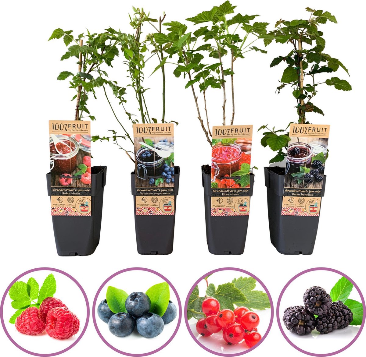  Grootmoeders Jam Mix - Mix Van 4 Fruitplanten: Framboos, Blauwe Bes, Rode Bes, Braam - Hoogte 50-60cm