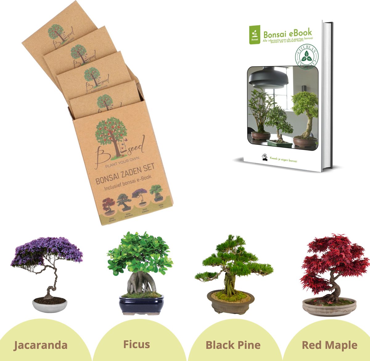  B-seed Zaden Set Incl. E-Book Bonsai Zaden Kweken - Boompje In Pot - Kamerplanten - Kweekset – Cadeau Man &amp; Vrouw - Geschenkset