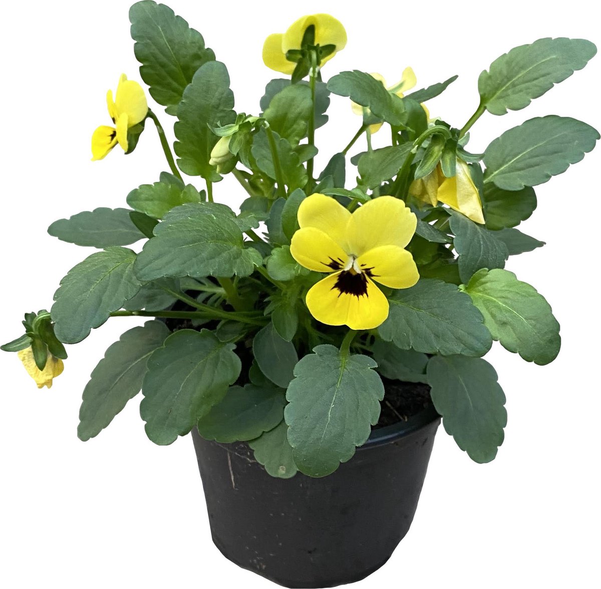 Merkloos Viooltje Grootbloemig Mix 12 Stuks