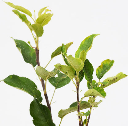  Malus Domestica ‘Trio Appel’ Drie Soorten Aan één Boom - Wortelgoed - Soort A
