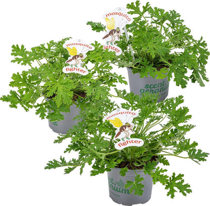  3x Pelargonium Graveolens – Citroengeranium – Anti-muggen - Geurend - ⌀10,5 Cm - 15-20 Cm