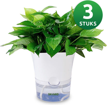  SKYARD® 3 Stuks Zelfwaterende Bloempot Maat M – Milieuvriendelijk Watergeefsysteem Kamerplanten – Zelfwatergevende Pot – Bloempot Met Waterreservoir – Selfwatering Pot – Wit