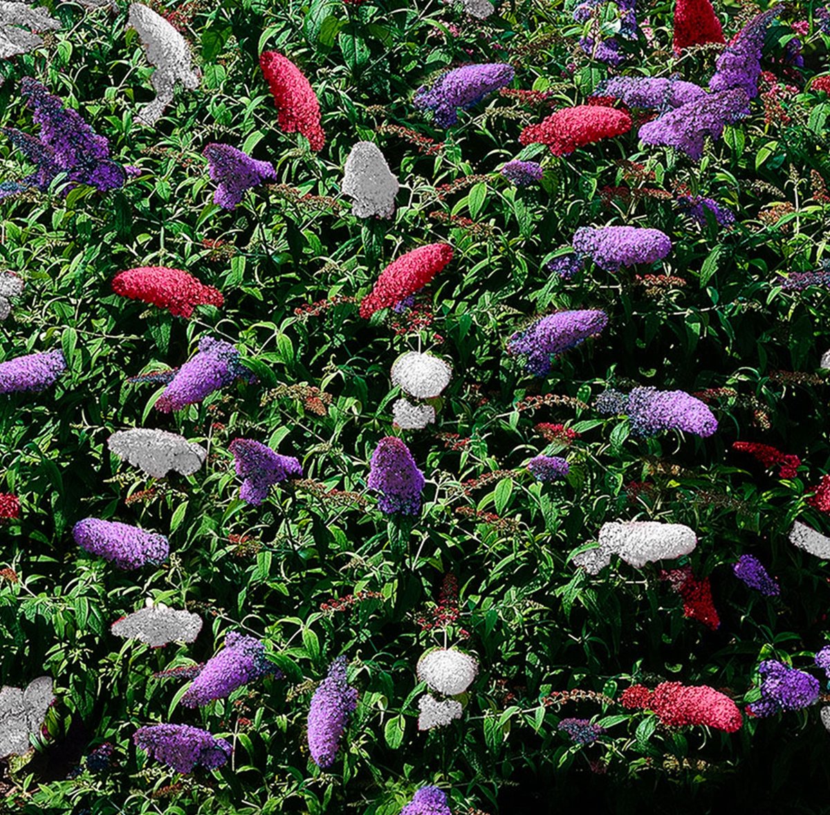  WL Plants - Mix Van 3 - Buddleja Davidii - 'Pink Delight' - 'Nanho Blue' - 'White Profusion' - Roze, Wit En Blauw - Vlinderstruik - Winterhard - Tuinplanten - ± 25cm Hoog - 9cm Diameter - In Kweekpot