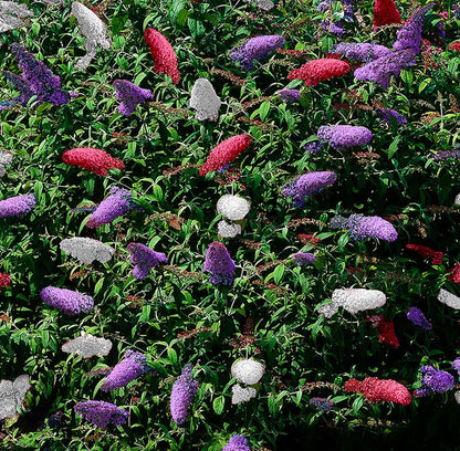  WL Plants - Mix Van 3 - Buddleja Davidii - 'Pink Delight' - 'Nanho Blue' - 'White Profusion' - Roze, Wit En Blauw - Vlinderstruik - Winterhard - Tuinplanten - ± 25cm Hoog - 9cm Diameter - In Kweekpot