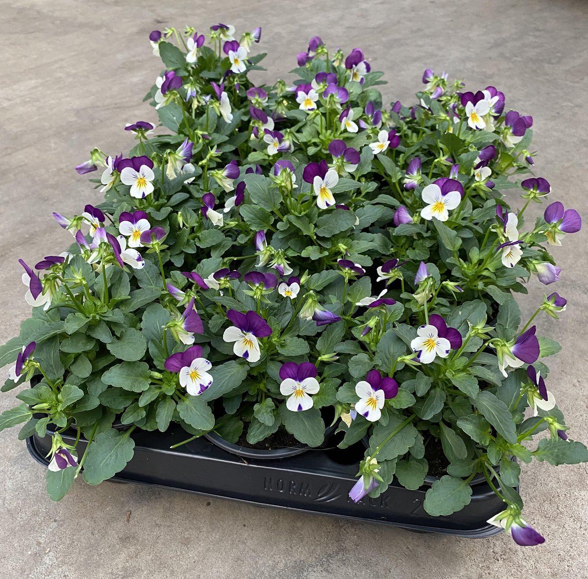 Merkloos Viooltje Grootbloemig Mix 12 Stuks