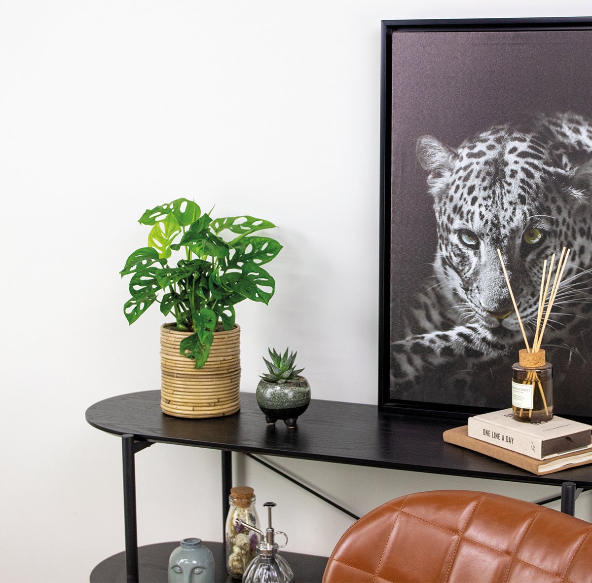  Monstera Adansonii 'Monkey Leaf' - Gatenplant - Kamerplant - Luchtzuiverend - ⌀12 Cm - 20-25 Cm