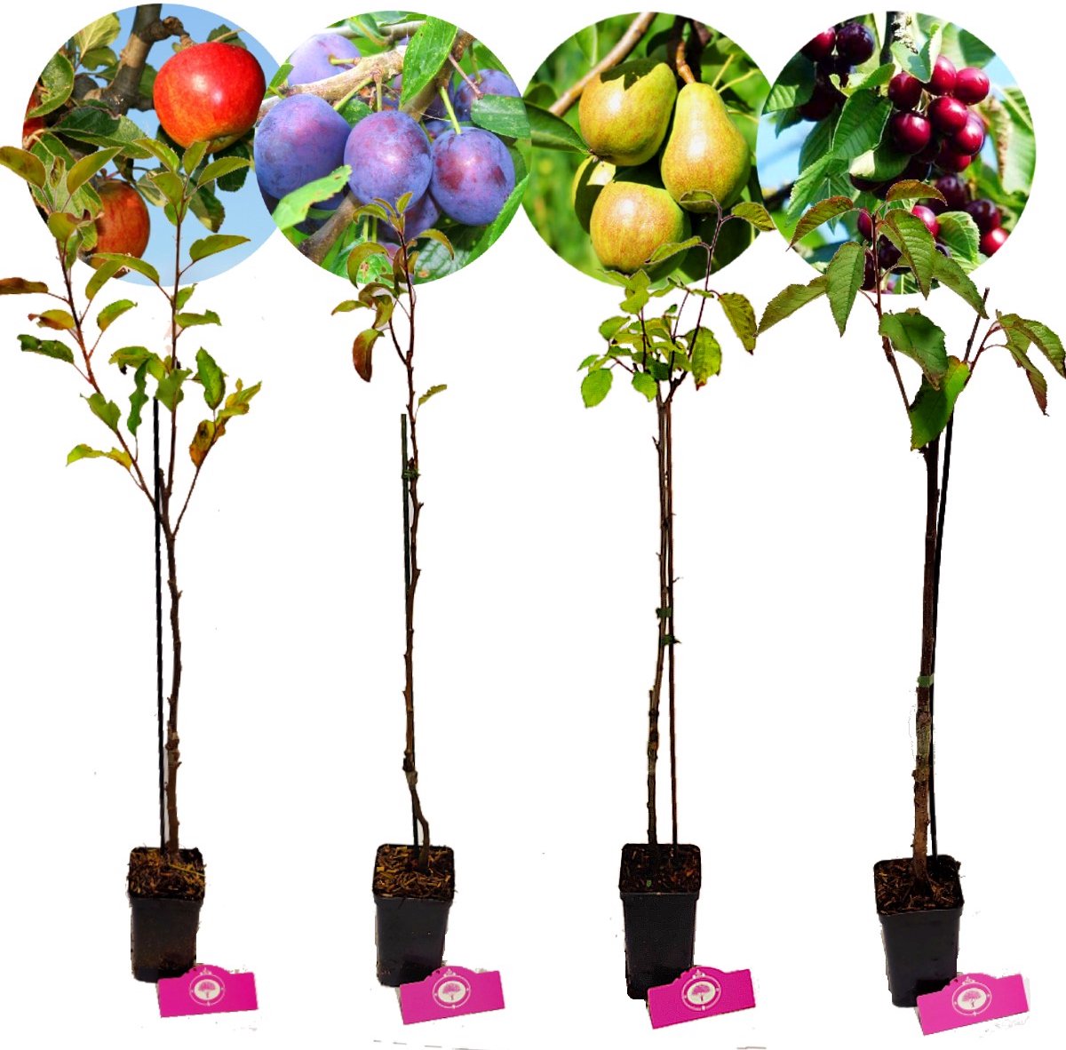  Set Van 4 Fruitbomen - 1 Appel, 1 Peer, 1 Kers, 1 Pruim - Hoogte 60cm - 9cm Pot - Mix A