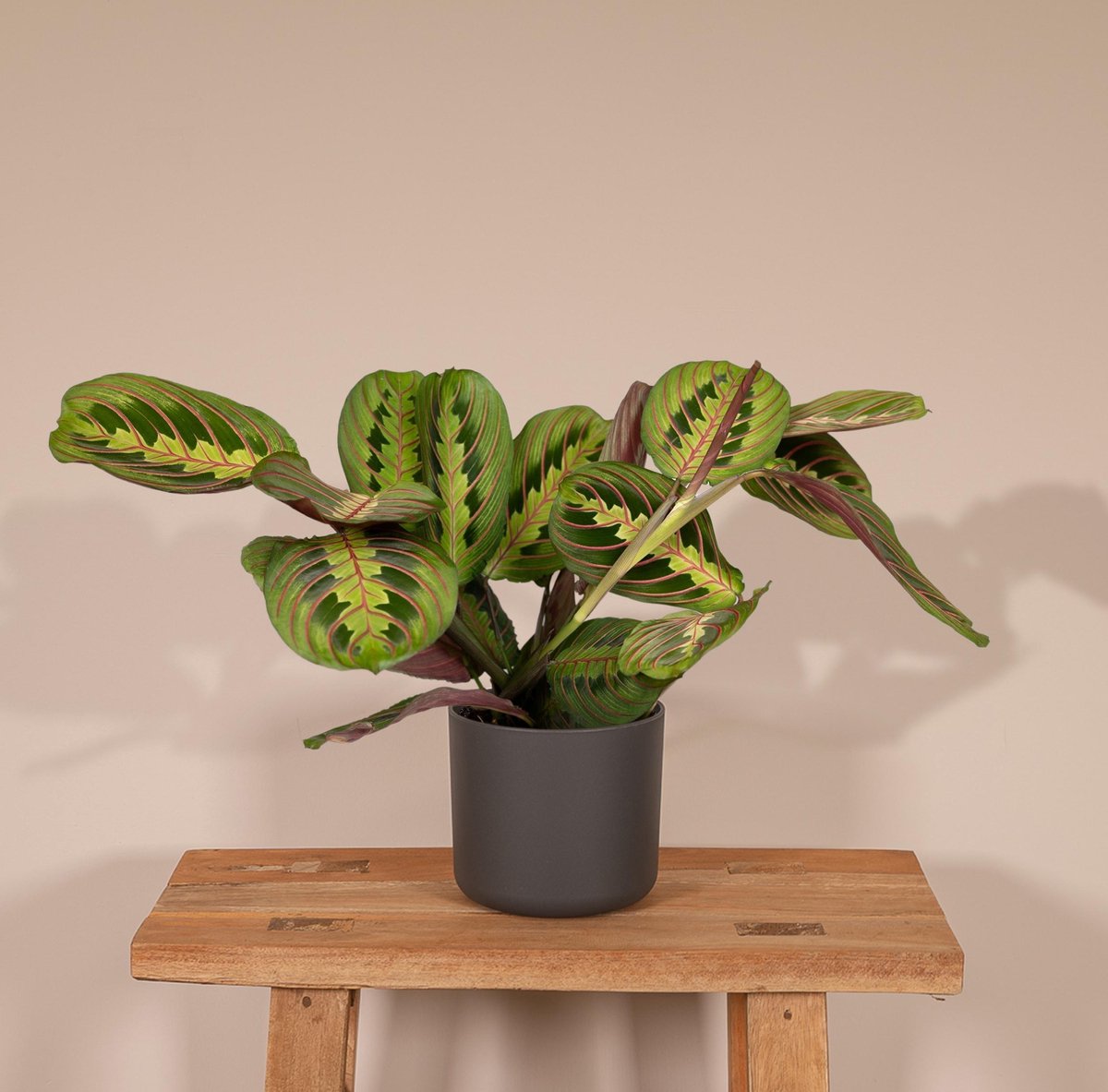  Maranta Fascinator - Pijlwortel - 20cm