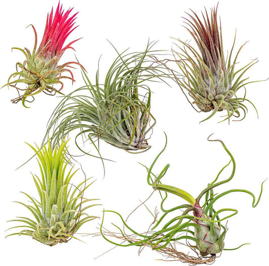  5x Tillandsia Mix - Luchtplantjes - Kamerplant – Onderhoudsvriendelijk