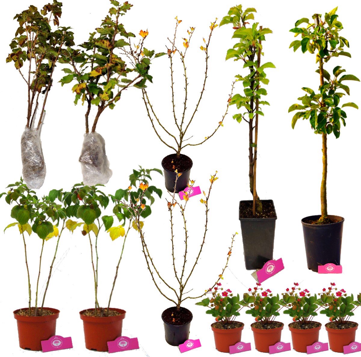 Voedselbos Pakket - Voor Kleine Tuin! - 12 Fruitplanten - Op 12m2 Wildplukken - Permacultuur Moestuin
