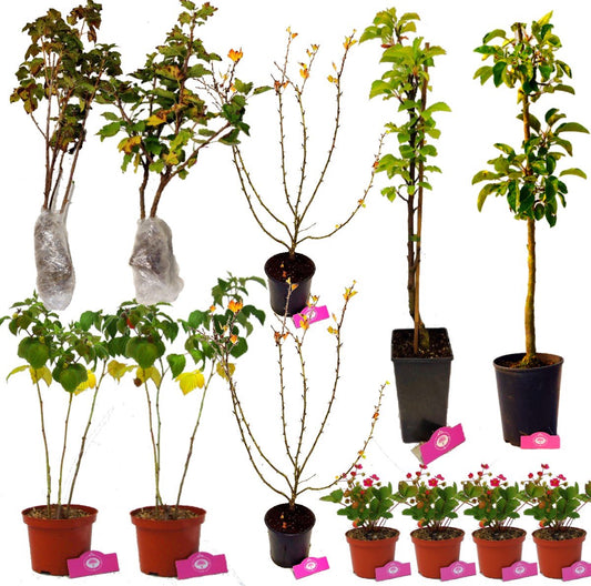  Voedselbos Pakket - Voor Kleine Tuin! - 12 Fruitplanten - Op 12m2 Wildplukken - Permacultuur Moestuin