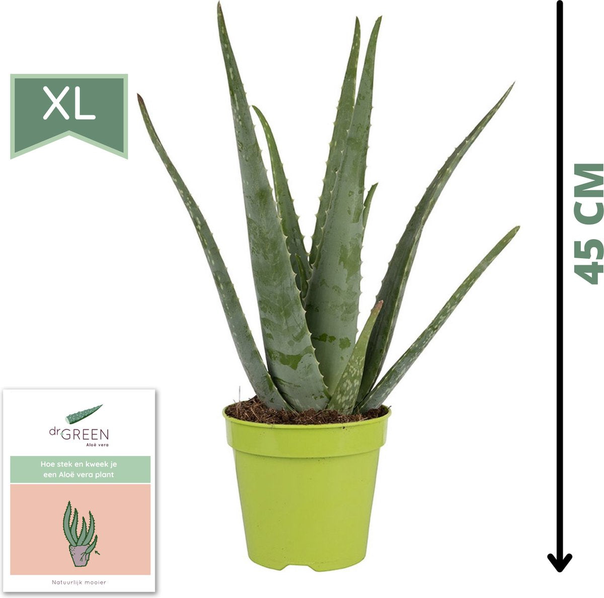  Dr. Green® Broeder Green - Met Kweekhandleiding - Aloë Vera Plant Groot 45 Cm - ø 15 Cm - Kamerplanten - Vetplant - Kamerplant Luchtzuiverend - Succulent