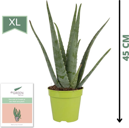  Dr. Green® Broeder Green - Met Kweekhandleiding - Aloë Vera Plant Groot 45 Cm - ø 15 Cm - Kamerplanten - Vetplant - Kamerplant Luchtzuiverend - Succulent