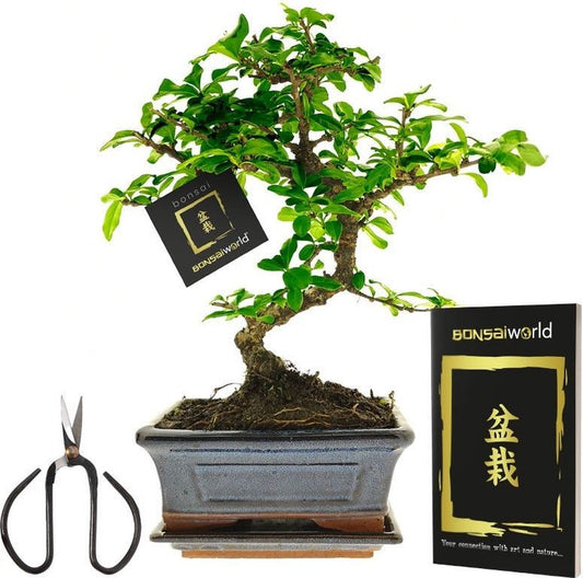  Bonsaiworld Bonsai Boompje + Starters Kit - 5-Delige Set - 10 Jaar Oude Bonsai Boom - Hoogte 25-30 Cm