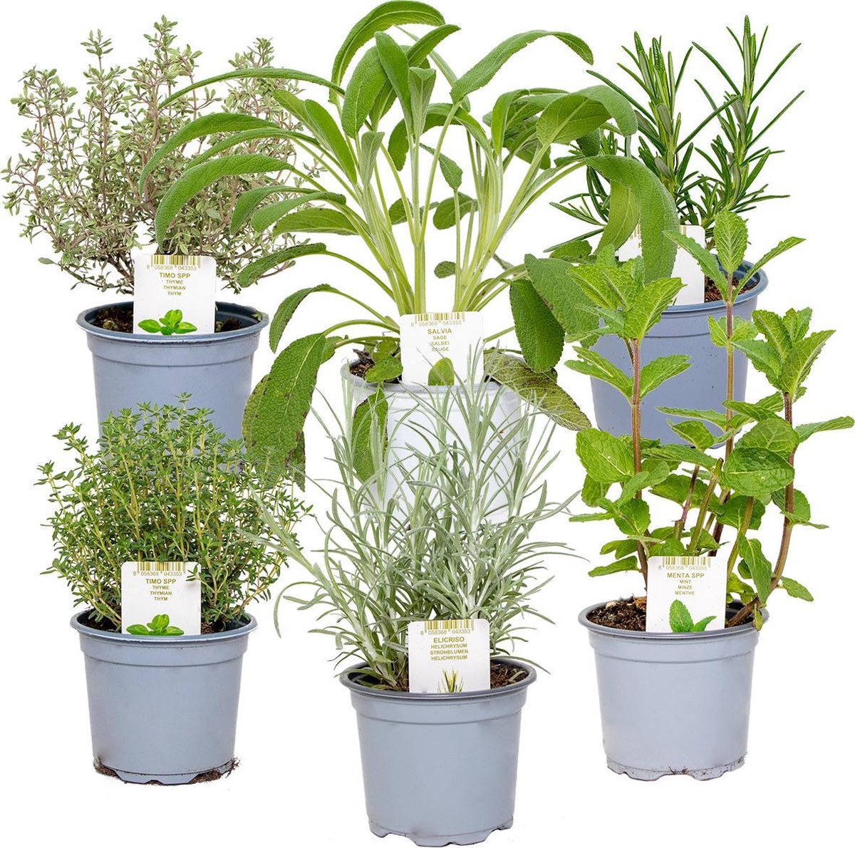  6x Biologische Tuinkruiden Mix - Tuinplanten Mix – Keuken Kruiden - ⌀9 Cm - 10-15 Cm