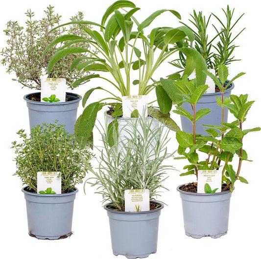  6x Biologische Tuinkruiden Mix - Tuinplanten Mix – Keuken Kruiden - ⌀9 Cm - 10-15 Cm