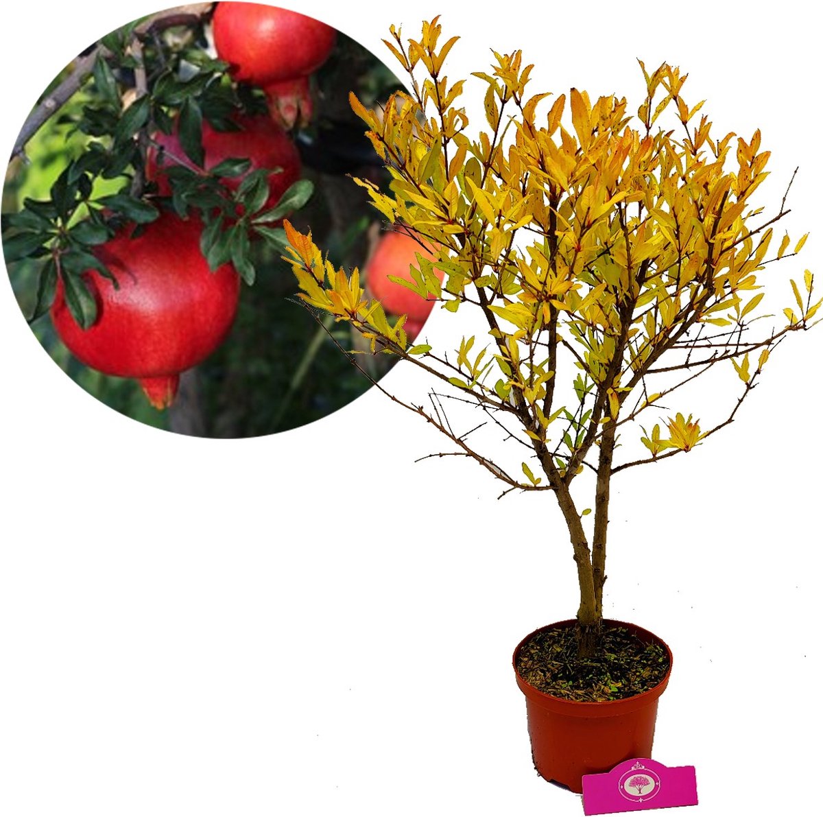  Punica Granatum 'Acco', Granaatappel, 2 Liter Pot