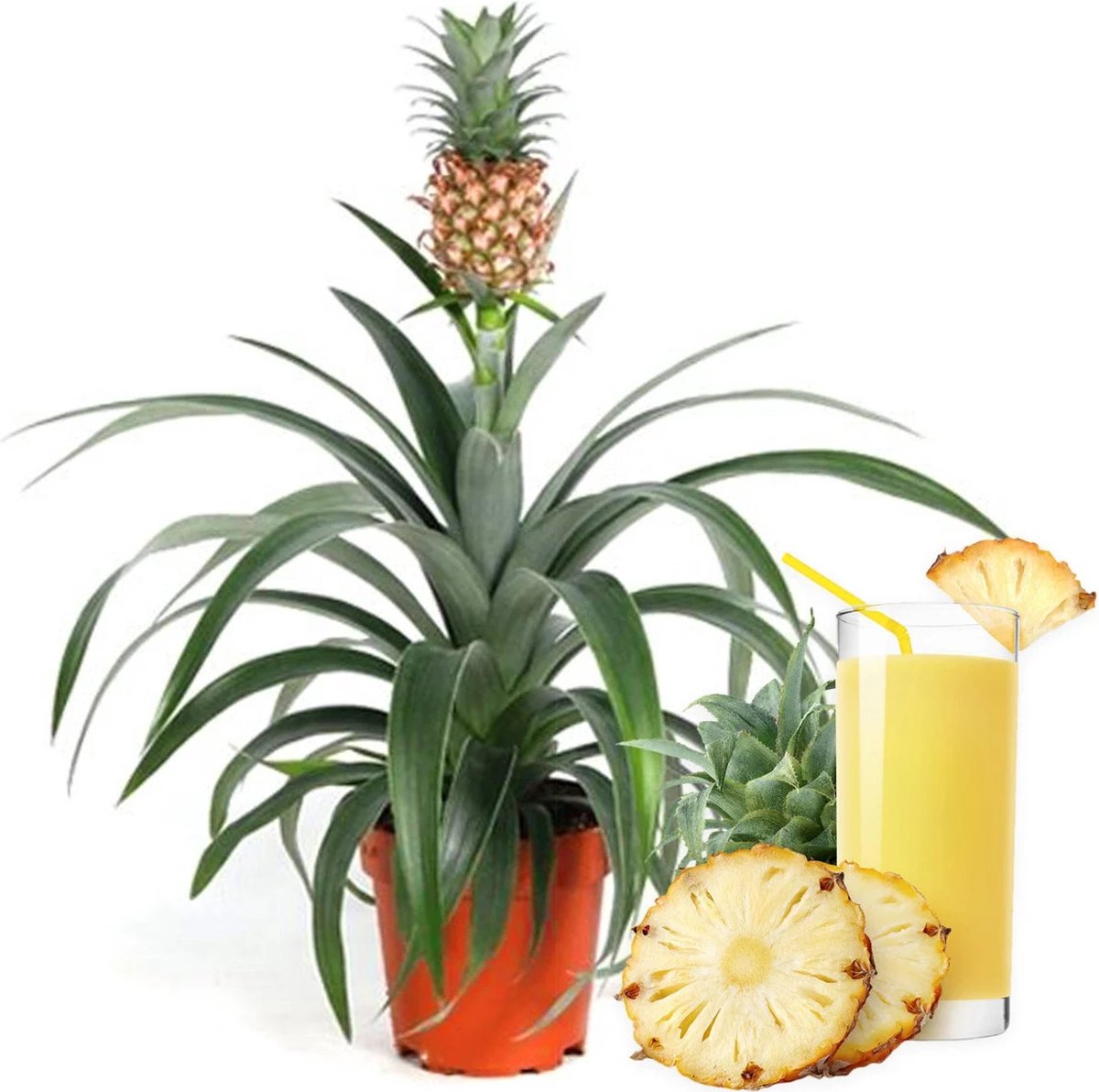  ZynesFlora - Ananasplant In Houten Sierpot - Ø 12 Cm - Hoogte: 30 - 40cm - Luchtzuiverend - Kamerplant - Kamerplant In Pot